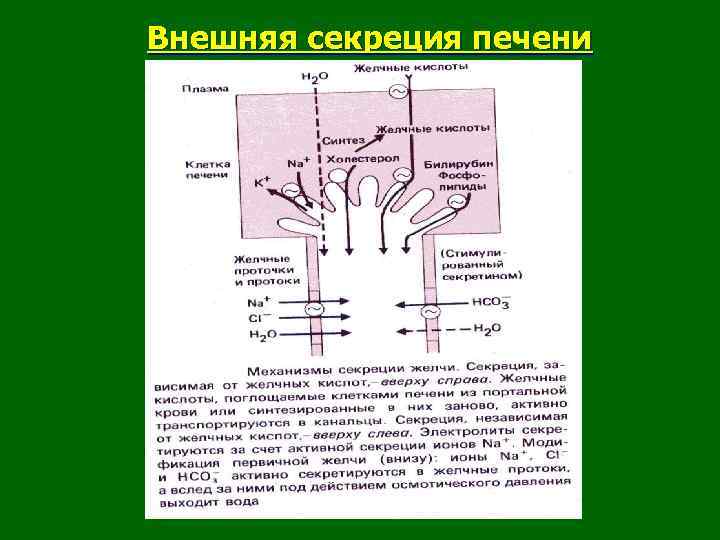 Внешняя секреция печени 
