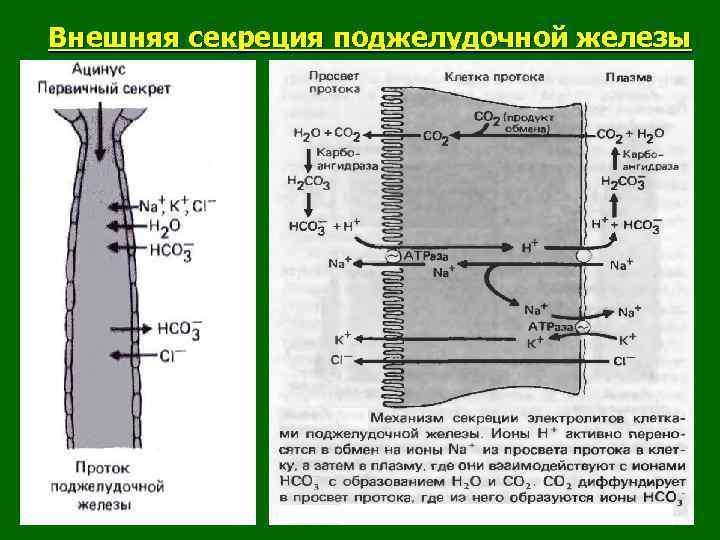 Внешняя секреция поджелудочной железы 