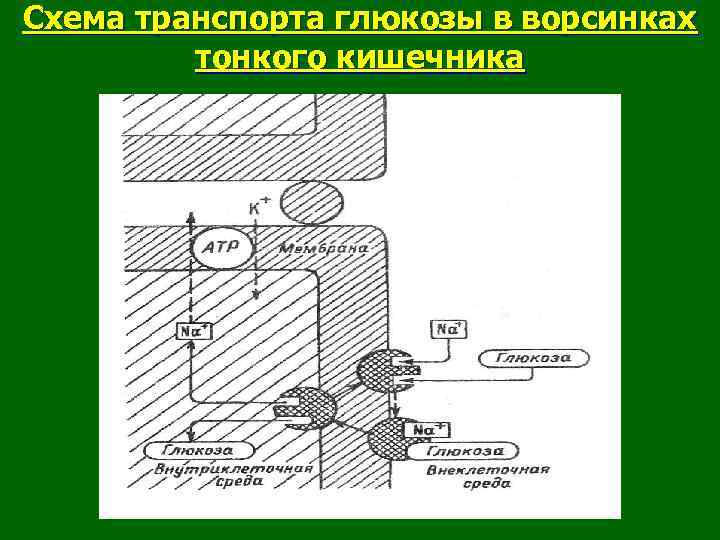 Схема транспорта глюкозы в ворсинках тонкого кишечника 