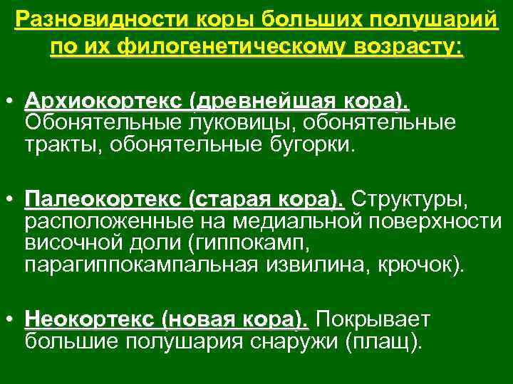 Разновидности коры больших полушарий по их филогенетическому возрасту: • Архиокортекс (древнейшая кора). Обонятельные луковицы,