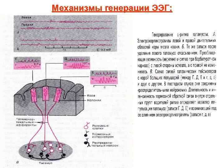 Механизмы генерации ЭЭГ: 