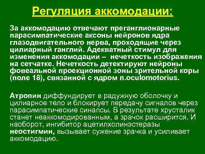Регуляция аккомодации: За аккомодацию отвечают преганглионарные парасимпатические аксоны нейронов ядра глазодвигательного нерва, проходящие через