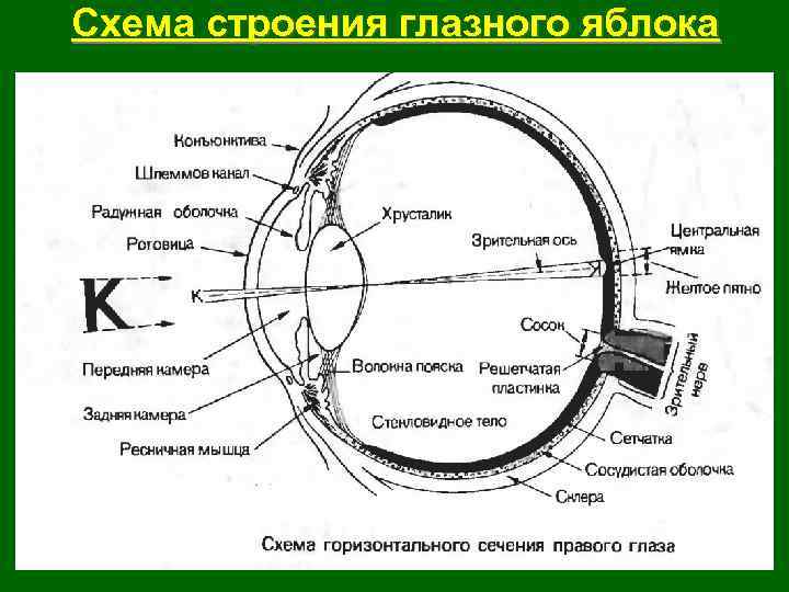 Глаз схема слова