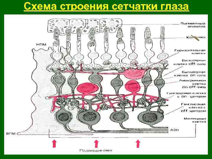 Схема строения сетчатки глаза 