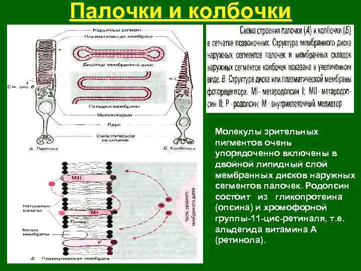 Палочки и колбочки Молекулы зрительных пигментов очень упорядоченно включены в двойной липидный слой мембранных