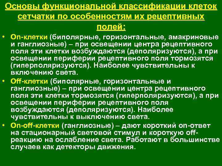 Основы функциональной классификации клеток сетчатки по особенностям их рецептивных полей: • On-клетки (биполярные, горизонтальные,