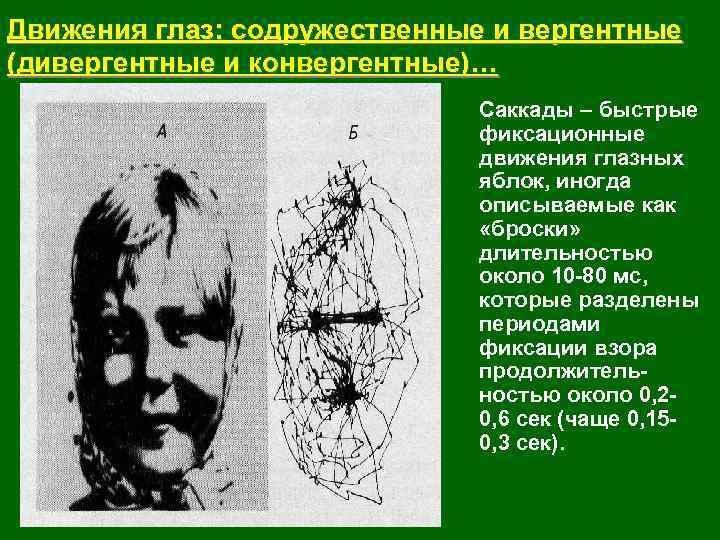 Движения глаз: содружественные и вергентные (дивергентные и конвергентные)… Саккады – быстрые фиксационные движения глазных