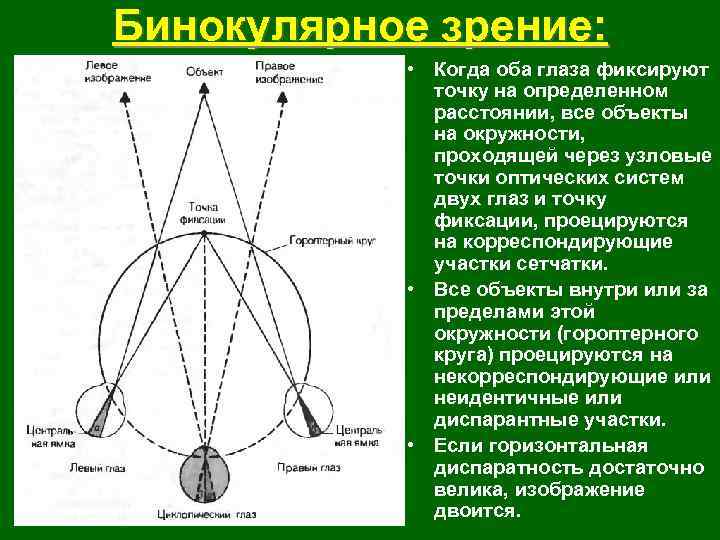 Бинокулярное зрение: • Когда оба глаза фиксируют точку на определенном расстоянии, все объекты на