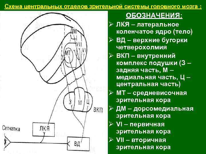 Схема центральных отделов зрительной системы головного мозга : Ø Ø Ø Ø ОБОЗНАЧЕНИЯ: ЛКЯ