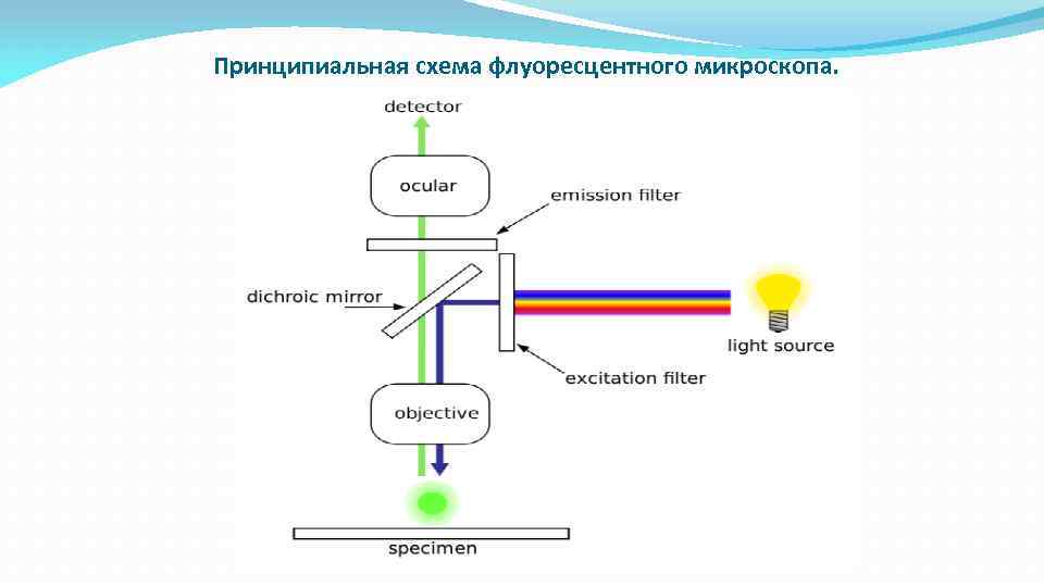 Принципиальная схема флуоресцентного микроскопа. 