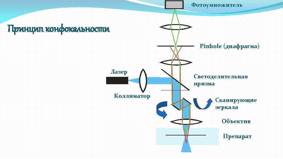 Фотоумножитель Принцип конфокальности Pinhole (диафрагма) Лазер Коллиматор Светоделительная призма Сканирующие зеркала Объектив Препарат 