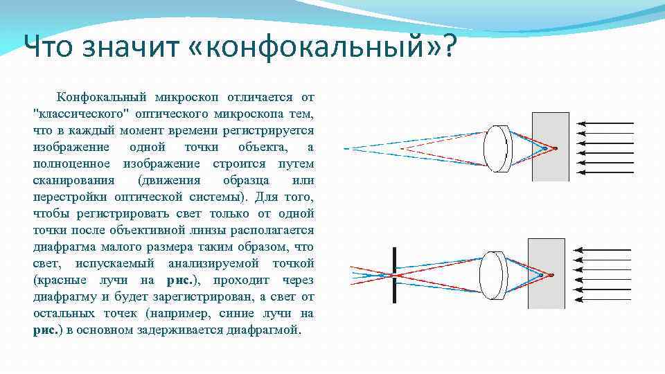 Что значит «конфокальный» ? Конфокальный микроскоп отличается от 