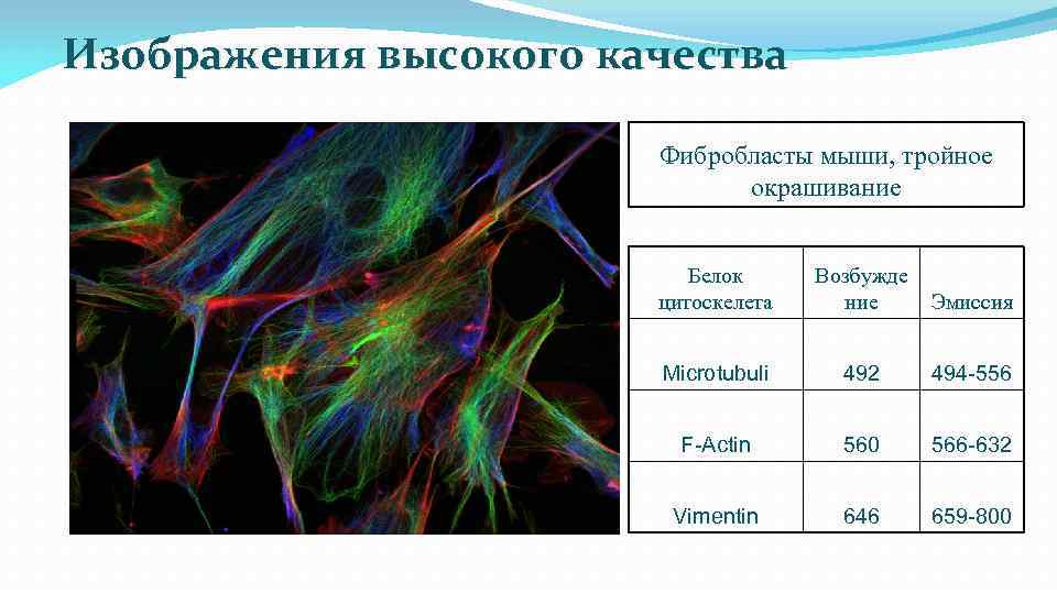 Изображения высокого качества Фибробласты мыши, тройное окрашивание Белок цитоскелета Возбужде ние Эмиссия Microtubuli 492