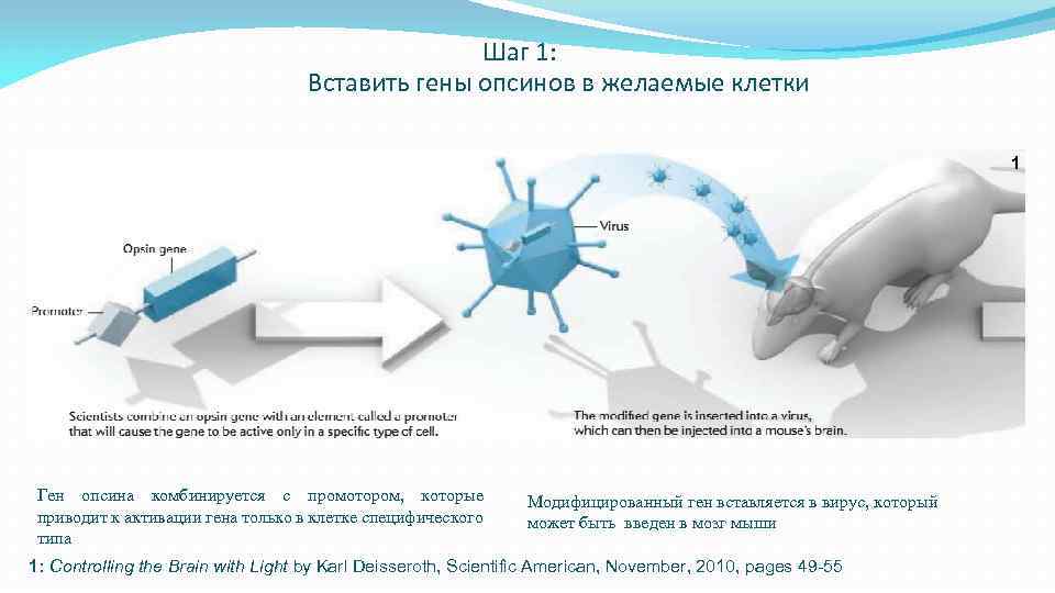 Шаг 1: Вставить гены опсинов в желаемые клетки 1 Ген опсина комбинируется с промотором,