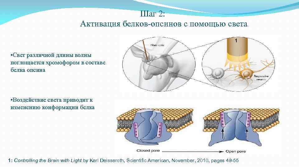 Шаг 2: Активация белков-опсинов с помощью света 1 • Свет различной длины волны поглощается