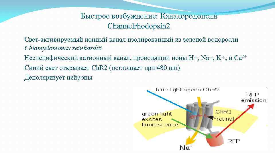 Быстрое возбуждение: Каналородопсин Channelrhodopsin 2 Свет-активируемый ионный канал изолированный из зеленой водоросли Chlamydomonas reinhardtii