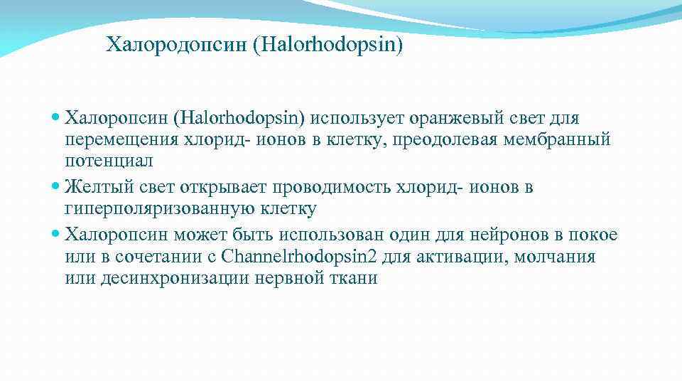 Халородопсин (Halorhodopsin) Халоропсин (Halorhodopsin) использует оранжевый свет для перемещения хлорид- ионов в клетку, преодолевая