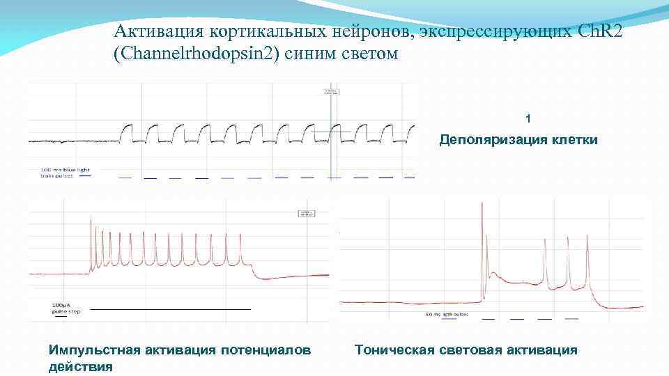 Активация кортикальных нейронов, экспрессирующих Ch. R 2 (Channelrhodopsin 2) синим светом 1 Деполяризация клетки