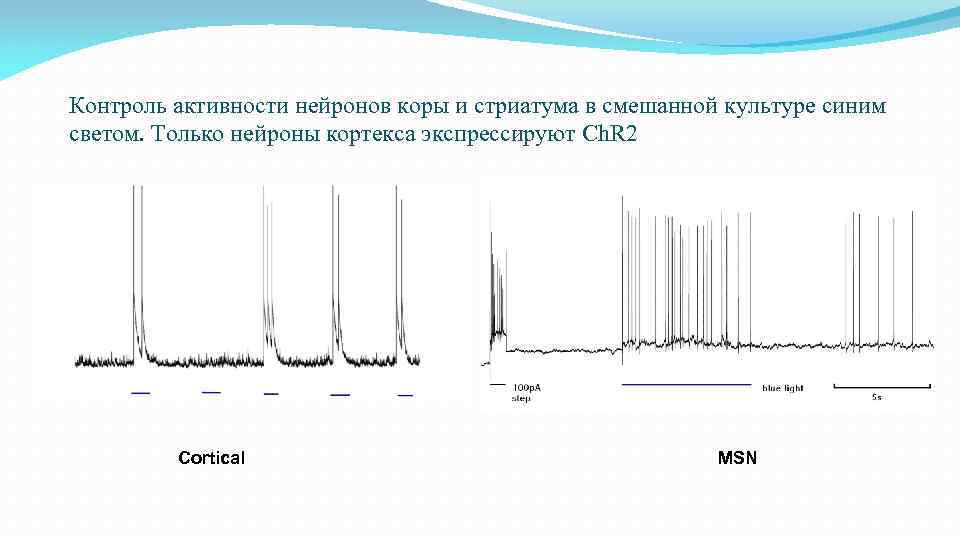 Контроль активности нейронов коры и стриатума в смешанной культуре синим светом. Только нейроны кортекса