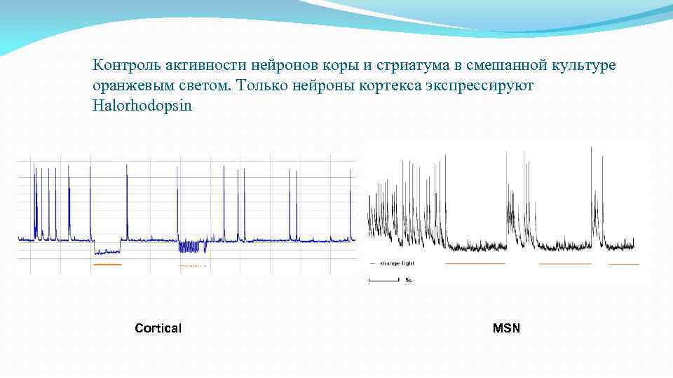 Контроль активности нейронов коры и стриатума в смешанной культуре оранжевым светом. Только нейроны кортекса