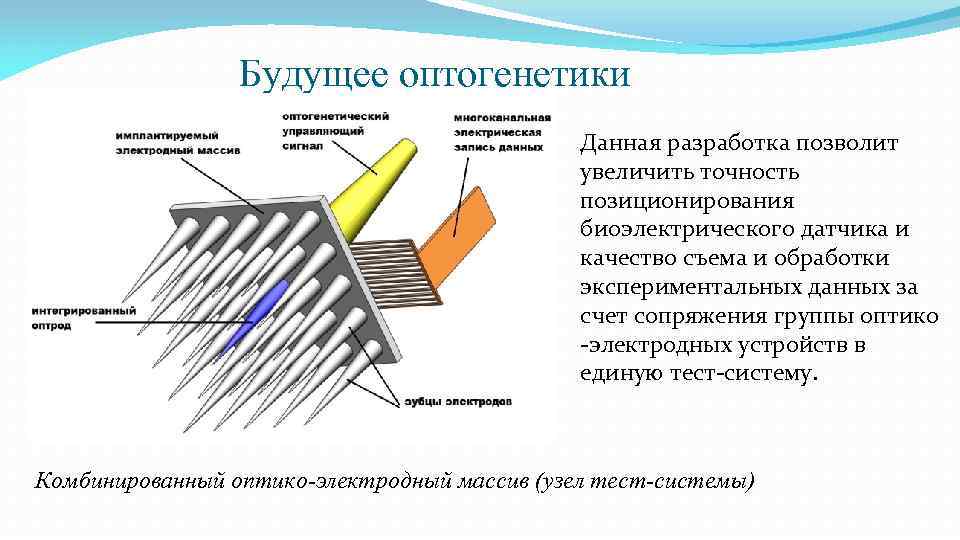 Будущее оптогенетики Данная разработка позволит увеличить точность позиционирования биоэлектрического датчика и качество съема и