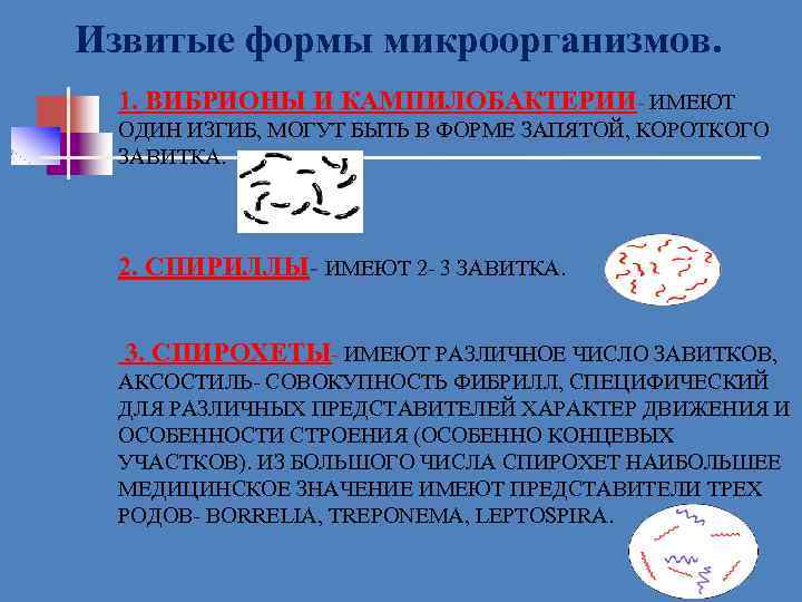 Извитые формы микроорганизмов. 1. ВИБРИОНЫ И КАМПИЛОБАКТЕРИИ ИМЕЮТ ОДИН ИЗГИБ, МОГУТ БЫТЬ В ФОРМЕ