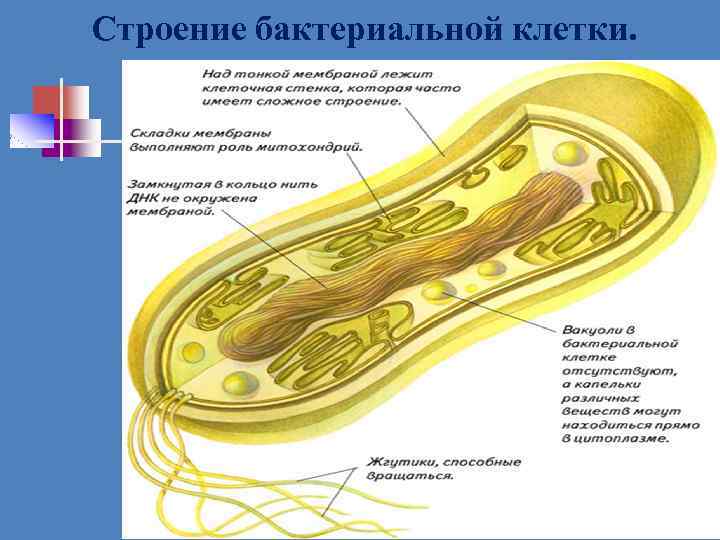 Строение бактериальной клетки. 
