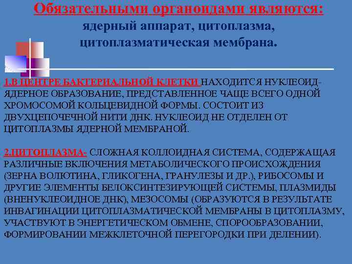 Обязательными органоидами являются: ядерный аппарат, цитоплазма, цитоплазматическая мембрана. 1. В ЦЕНТРЕ БАКТЕРИАЛЬНОЙ КЛЕТКИ НАХОДИТСЯ