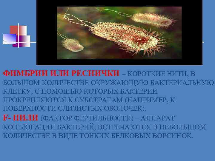 ФИМБРИИ ИЛИ РЕСНИЧКИ – КОРОТКИЕ НИТИ, В БОЛЬШОМ КОЛИЧЕСТВЕ ОКРУЖАЮЩУЮ БАКТЕРИАЛЬНУЮ КЛЕТКУ, С ПОМОЩЬЮ