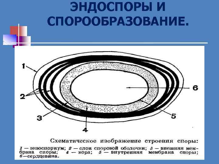 ЭНДОСПОРЫ И СПОРООБРАЗОВАНИЕ. 
