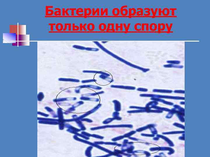 Бактерии образуют только одну спору 