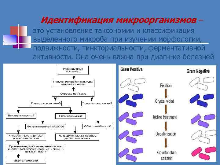 Идентификация микроорганизмов – это установление таксономии и классификация выделенного микроба при изучении морфологии, подвижности,