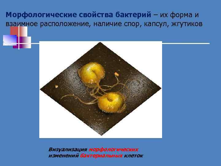 Морфологические свойства бактерий – их форма и взаимное расположение, наличие спор, капсул, жгутиков Визуализация