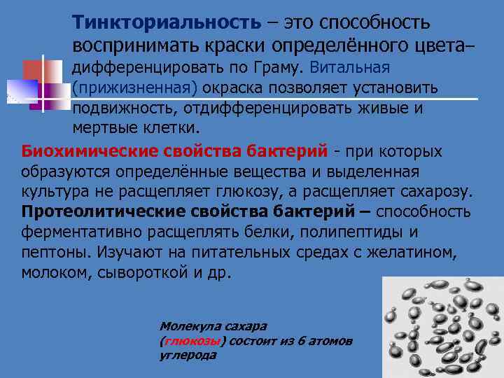 Тинкториальность – это способность воспринимать краски определённого цвета– дифференцировать по Граму. Витальная (прижизненная) окраска
