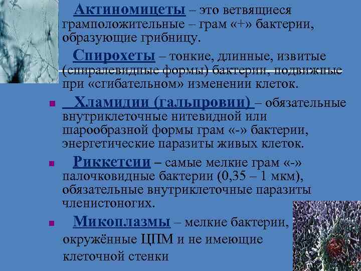 § Актиномицеты – это ветвящиеся грамположительные – грам «+» бактерии, образующие грибницу. n Спирохеты