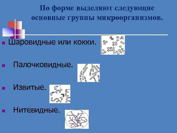 По форме выделяют следующие основные группы микроорганизмов. n Шаровидные или кокки. n Палочковидные. n