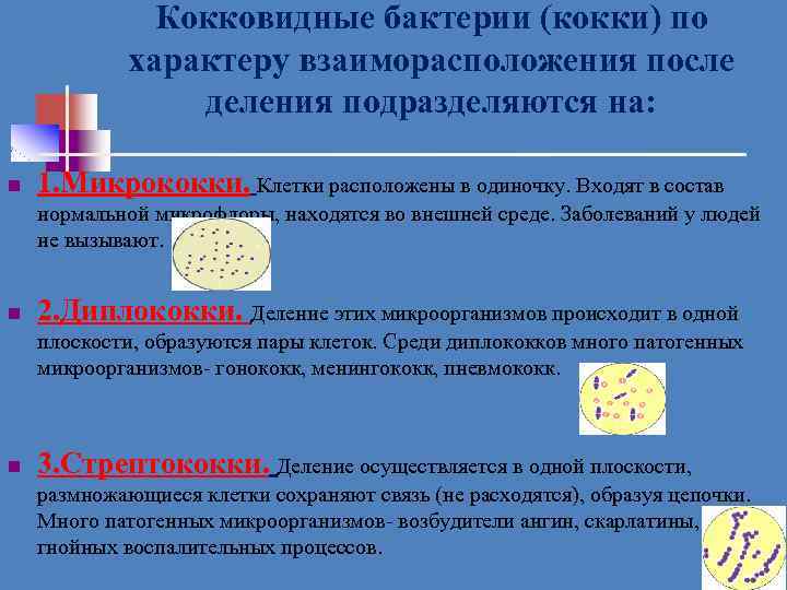 Кокковидные бактерии (кокки) по характеру взаиморасположения после деления подразделяются на: n 1. Микрококки. Клетки