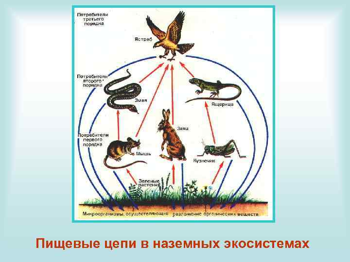 Пищевые цепи в наземных экосистемах 