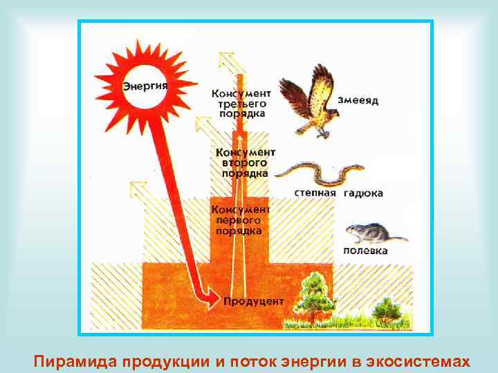 Пирамида продукции и поток энергии в экосистемах 