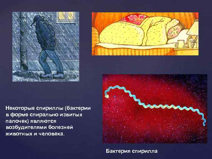 Некоторые спириллы (бактерии в форме спирально извитых палочек) являются возбудителями болезней животных и человека.