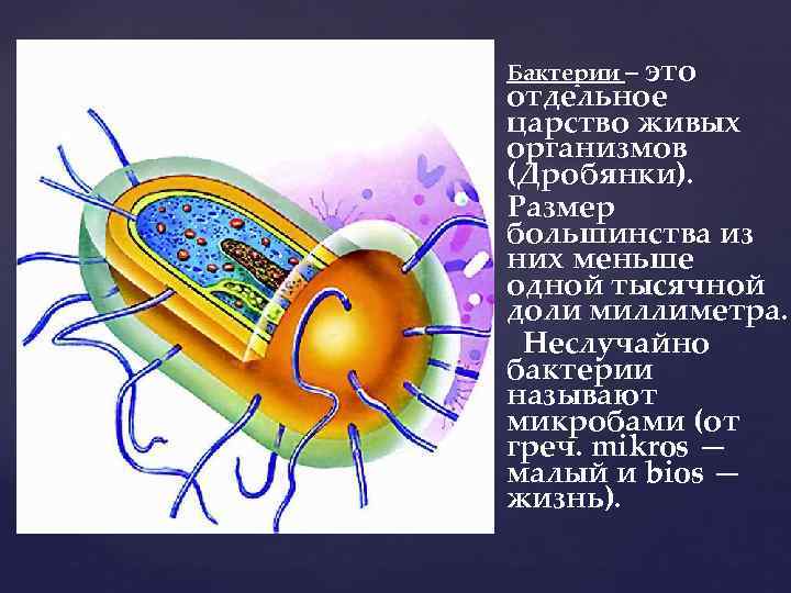 Бактерии – это отдельное царство живых организмов (Дробянки). Размер большинства из них меньше одной