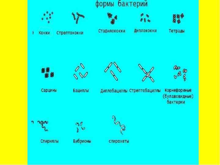 Формы бактериальной клетки Кокки шаровидные. Стрептококки цепочка из кокков. Стафилококки в виде грозди винограда.