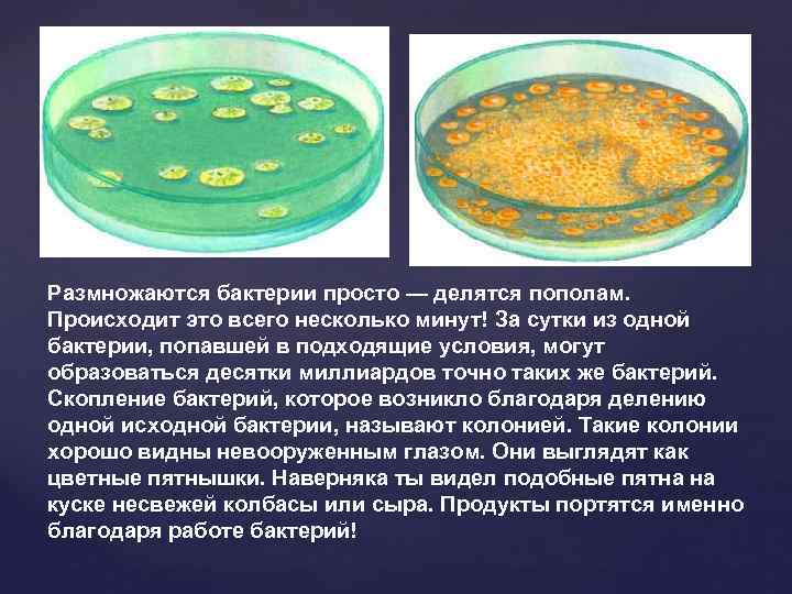 Размножаются бактерии просто — делятся пополам. Происходит это всего несколько минут! За сутки из