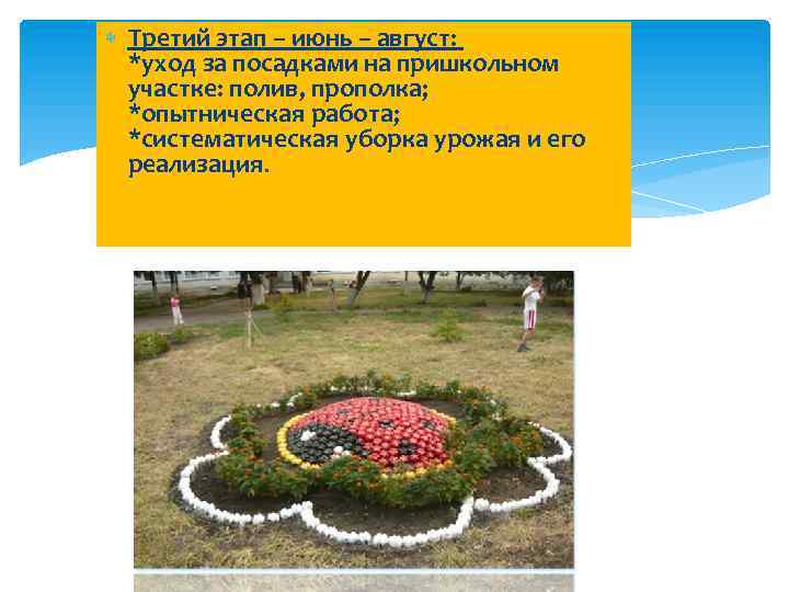  Третий этап – июнь – август: *уход за посадками на пришкольном участке: полив,