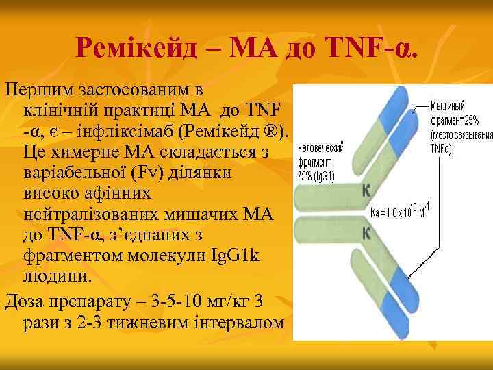Ремікейд – МА до ТNF-α. Першим застосованим в клінічній практиці МА до TNF -α,