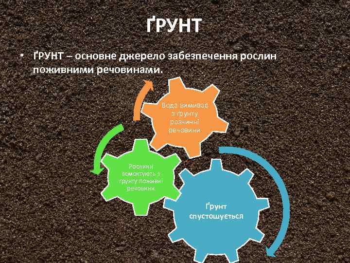 ҐРУНТ • ҐРУНТ – основне джерело забезпечення рослин поживними речовинами. Вода вимиває з ґрунту