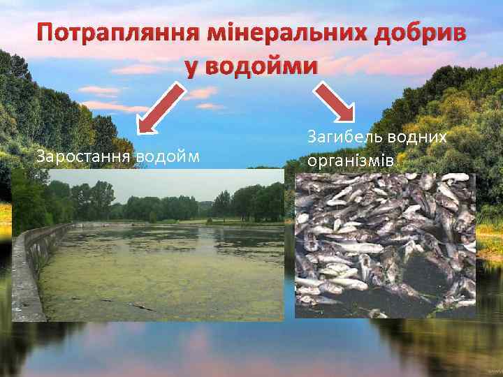 Потрапляння мінеральних добрив у водойми Заростання водойм Загибель водних організмів 