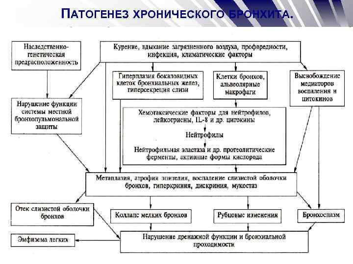 ПАТОГЕНЕЗ ХРОНИЧЕСКОГО БРОНХИТА. 