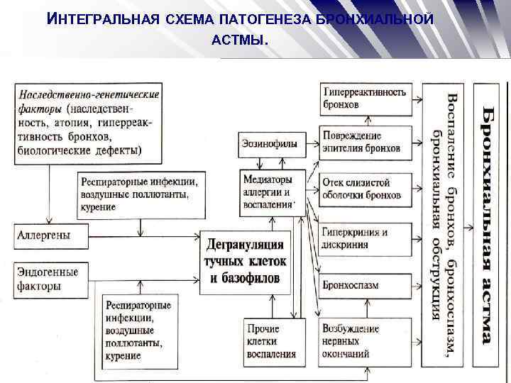 ИНТЕГРАЛЬНАЯ СХЕМА ПАТОГЕНЕЗА БРОНХИАЛЬНОЙ АСТМЫ. 