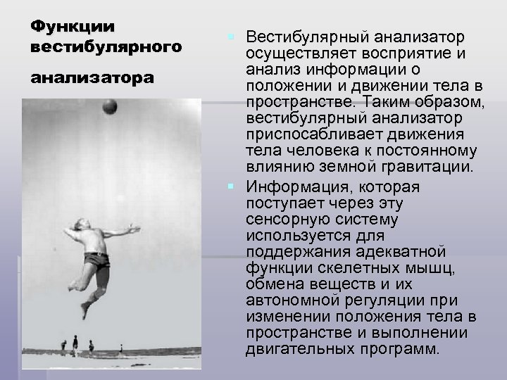 Функции вестибулярного анализатора § Вестибулярный анализатор осуществляет восприятие и анализ информации о положении и
